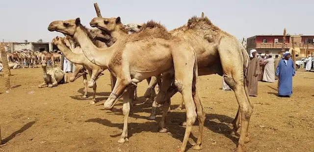 Daraw Camel Market