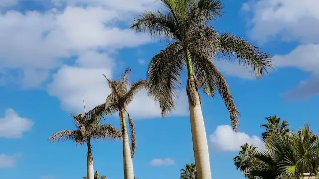 Antoniades Gardens
