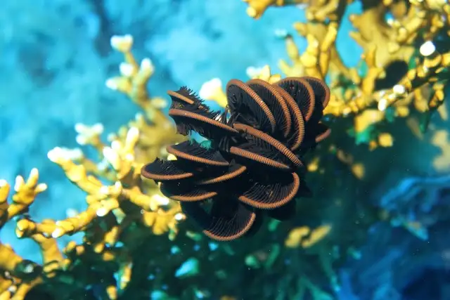 Abu Kafan Reef